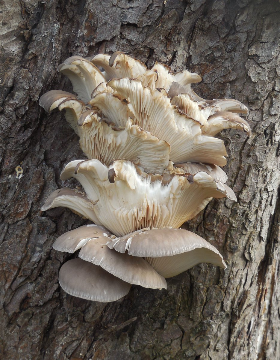 ian (@vappuk) on Twitter photo 