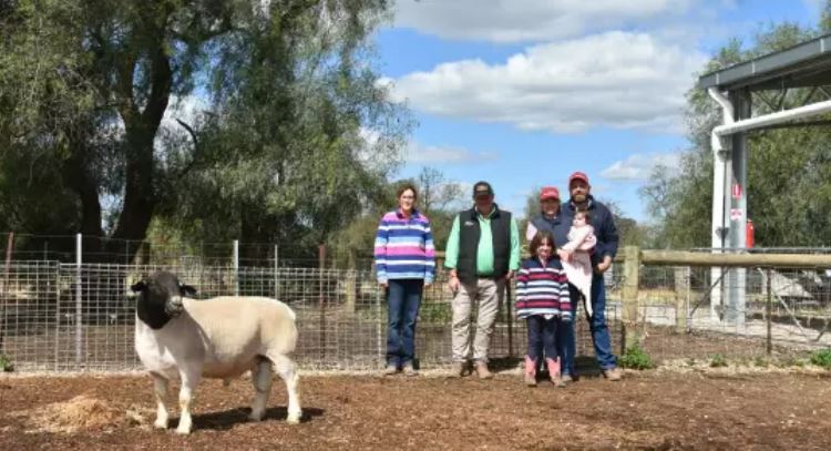 'Revealed: Australia's top 10 terminal and maternal ram studs of 2023'

'The Dorper breed was most prevalent in the top 10, represented by four studs'

Congraultations to Burrawang, Amarula, Dust'N Rain and Dell Dorpers!

Full article Ed Gannon, The Land: dorper.com.au/revealed-austr…