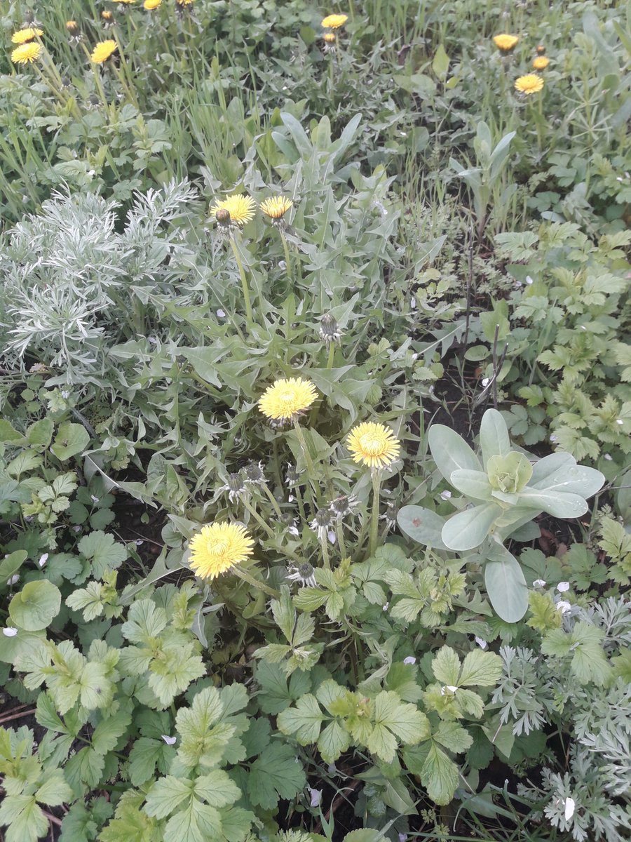 A little #spring in the middle of #winter. These photos help to wait for the warmth. Our #garden in May last year.