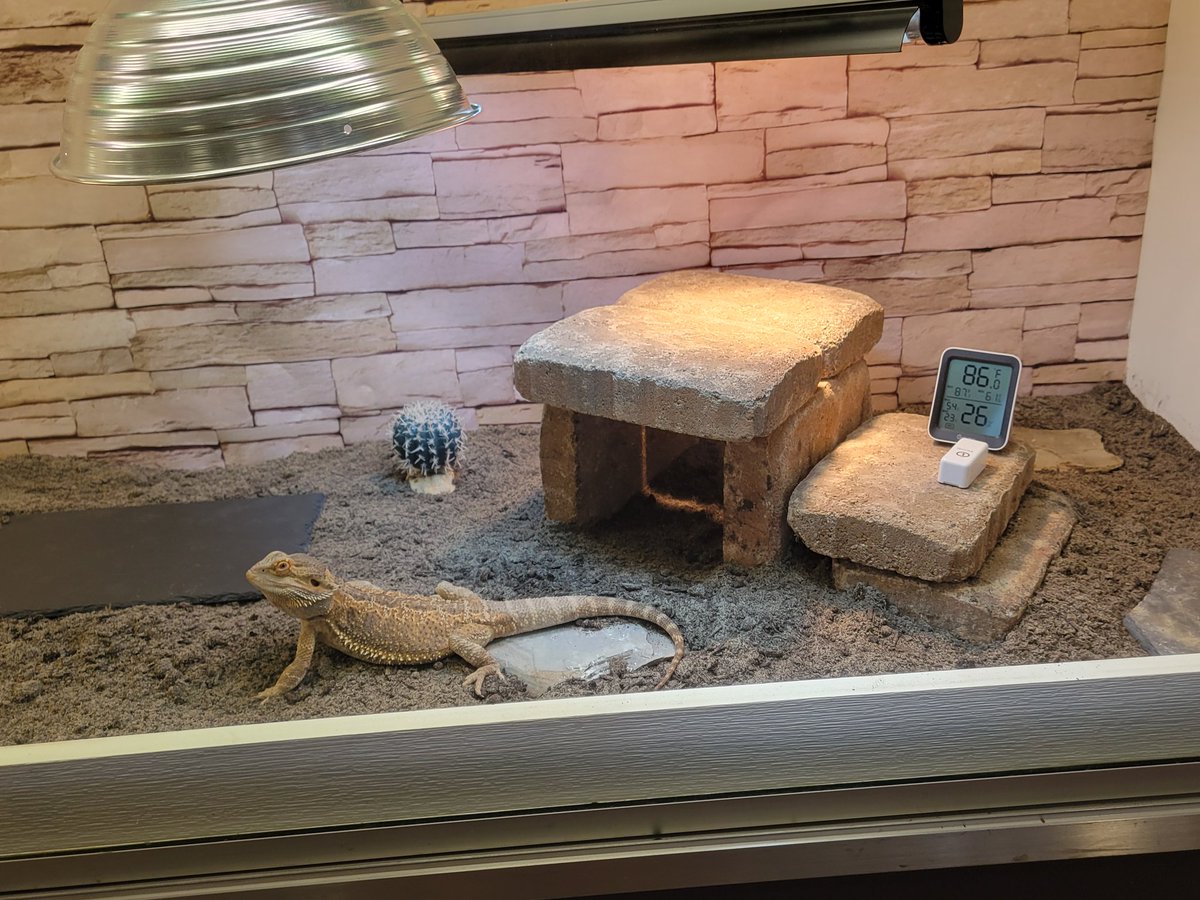 ALHSMediaCenter's tweet image. Happy New Year! Please stop by and welcome back Rango in his new habitat. Thank you ALCSF for supporting Ross&apos;s Reps, Scott Herrick, and Andrew Repasy for designing, updating, and remodeling the new habitat.
@FoundationAlcs
@AvonLakeSchools @ALHSGuidance @MMay_ALHS