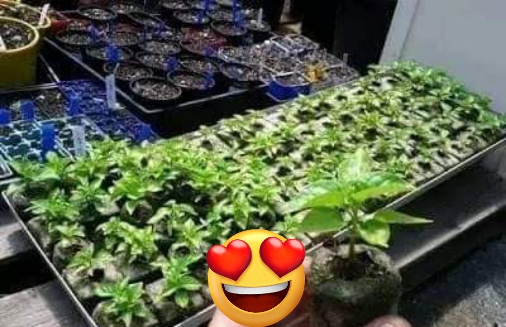 Selamat &amp; Semangat Pagi....

TIPS MEMBUAT BENIH CABAI CEPAT TUMBUH

 1.Siapkan biji cabai rawit atau cabai merah (dapat menggunakan biji cabai yang dibeli di toko pertanian atau bisa juga dari hasil petik sendiri). Untuk cabai hasil petik dari pohon, potong menjadi tiga bagian.