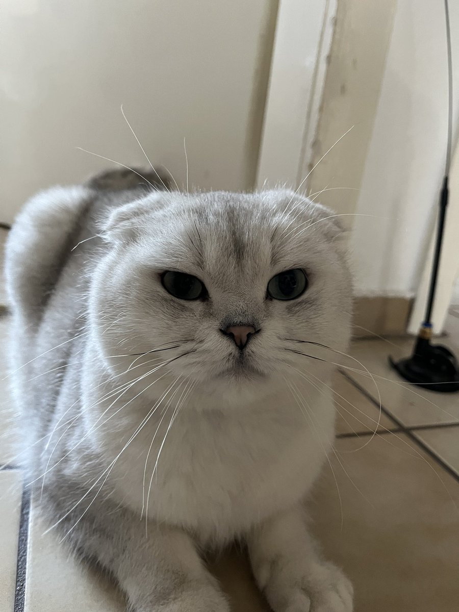 ZenZephyr2002's tweet photo. Cat 🐱 https://t.co/uf04yXqJ3Q