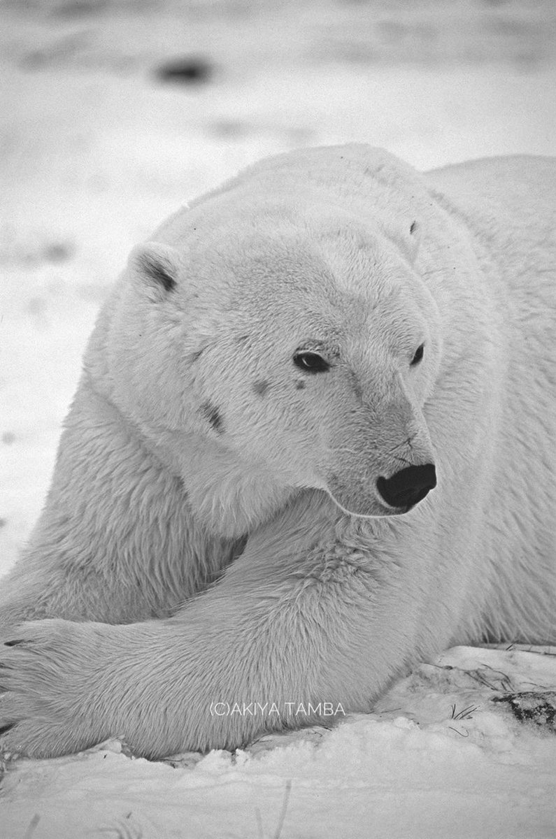 Wait with patience, and your time will come.

#polarbear #wildlife #soon #patience #thankyouhealthcareworkers #医療従事者に感謝 #シロクマ #しろくま #ホッキョクグマ