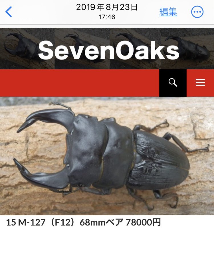 早期羽化のM-127
2023年ブリードのM-127は「ストレートかつ鋭い印象を強くしたい」ということをテーマにしておりましたが、現状ではA160Fに負けないぐらいの安定感を感じています😁

その他、写真を整理していたところ思い出深い写真を見つけました
当家のM-127は4枚目の個体からスタートしています🐟