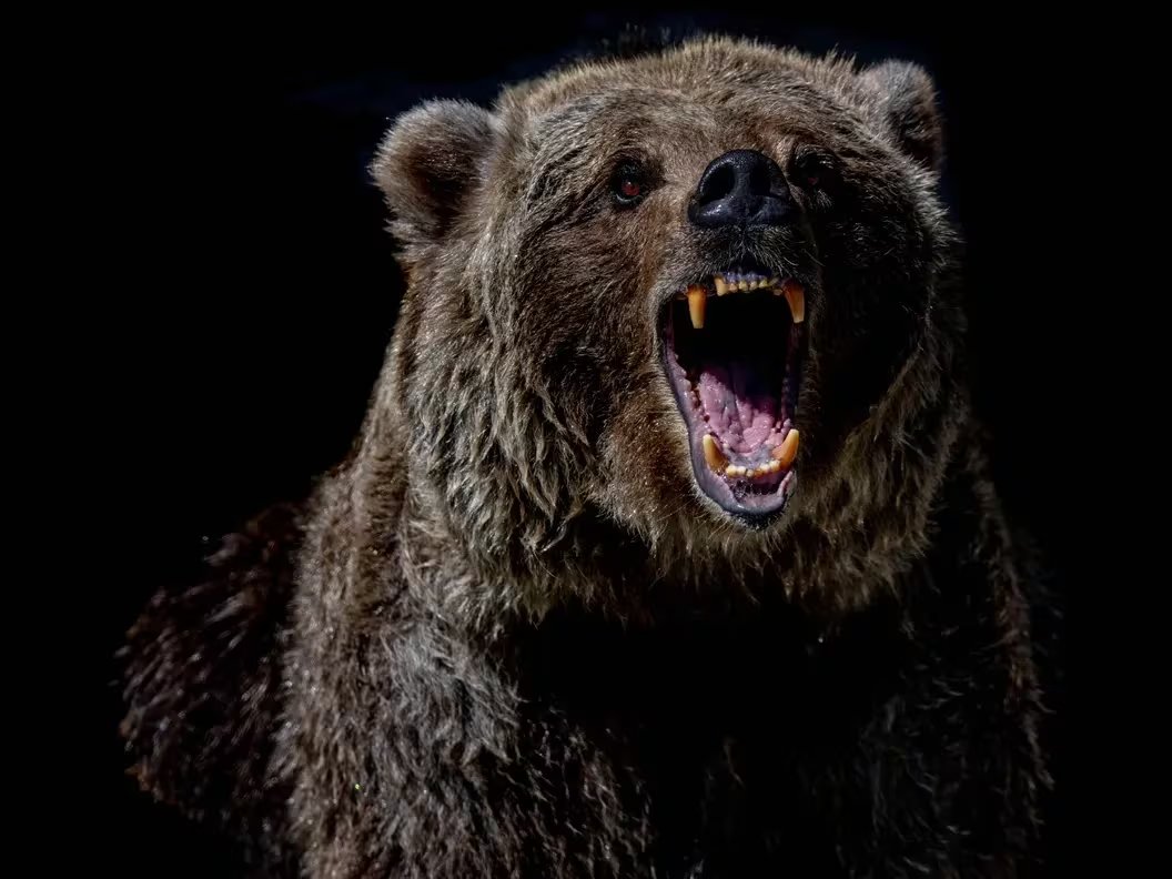 Lauren Johnson tweet media