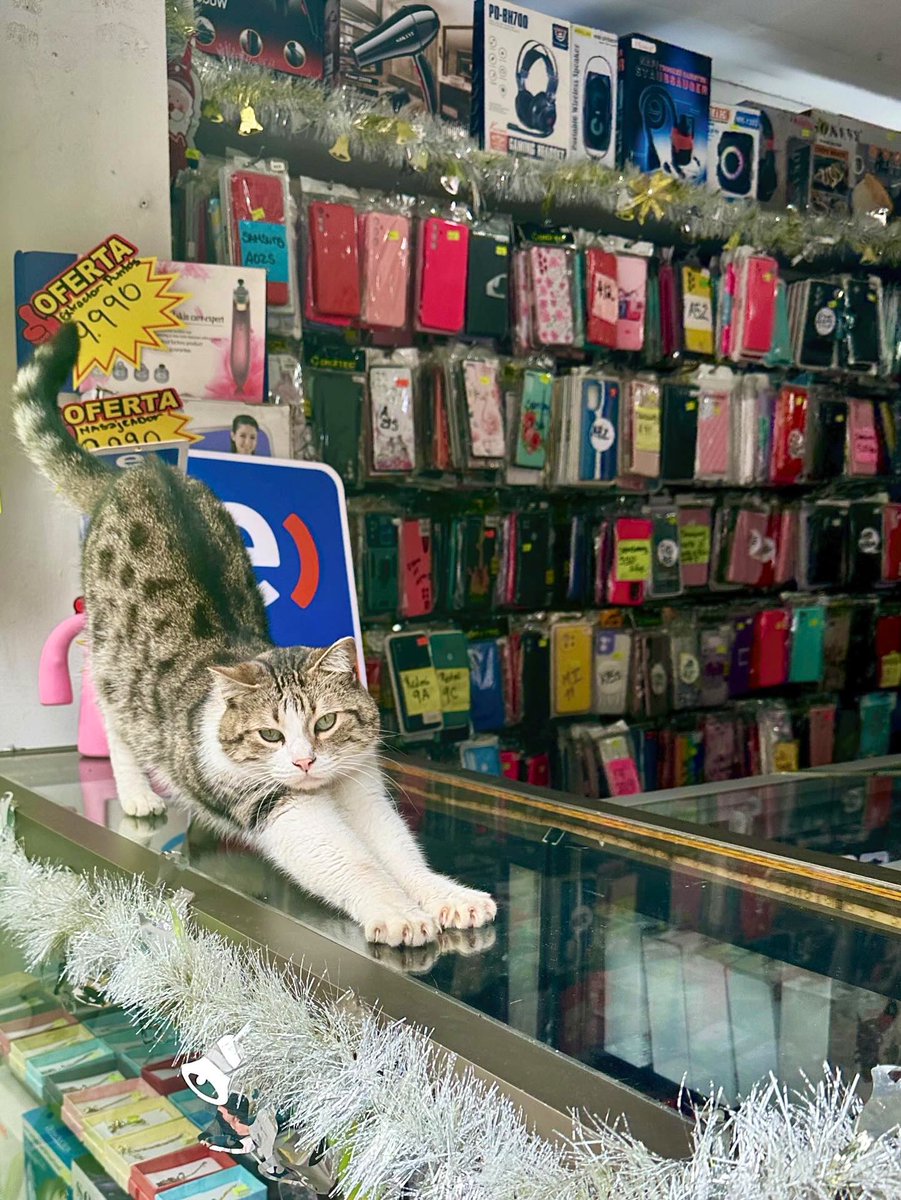 Bodega Cats (@bodegacats_) on Twitter photo 