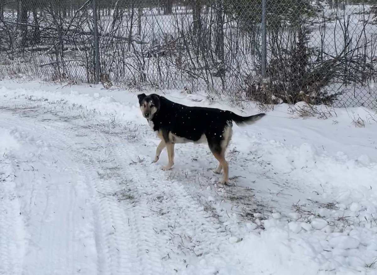 Pals I’s almost furgotted! I’s hope yous has all had a happy #tongueout chewsday! 🥰 It’s bin pawsum here becaws we’s habing mine most favrit wefver: snows! But sumwun cleared da snows off our walking track! I’s woz not impwessed 😝❤️🐾 #MaggieMay #tuesdayvibe #snow #dogsofX