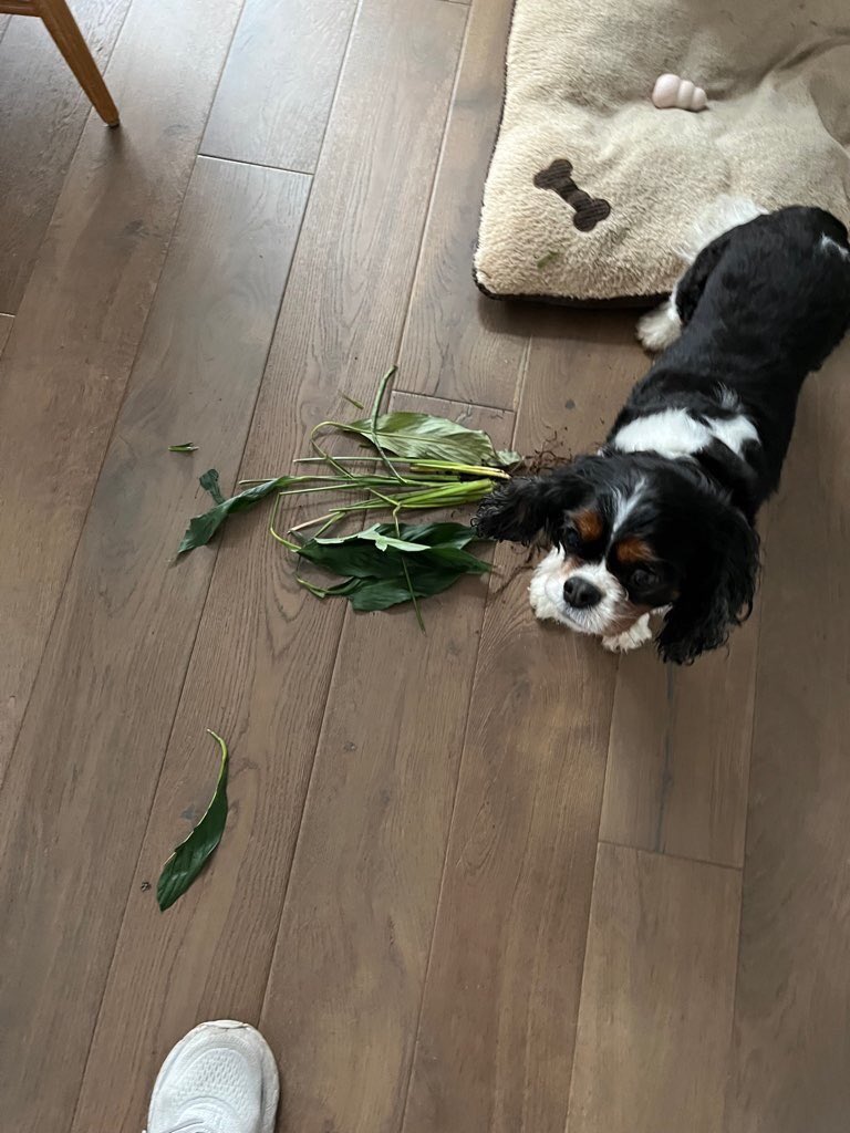 You see that plant asked me to dig it up so I was just helping.