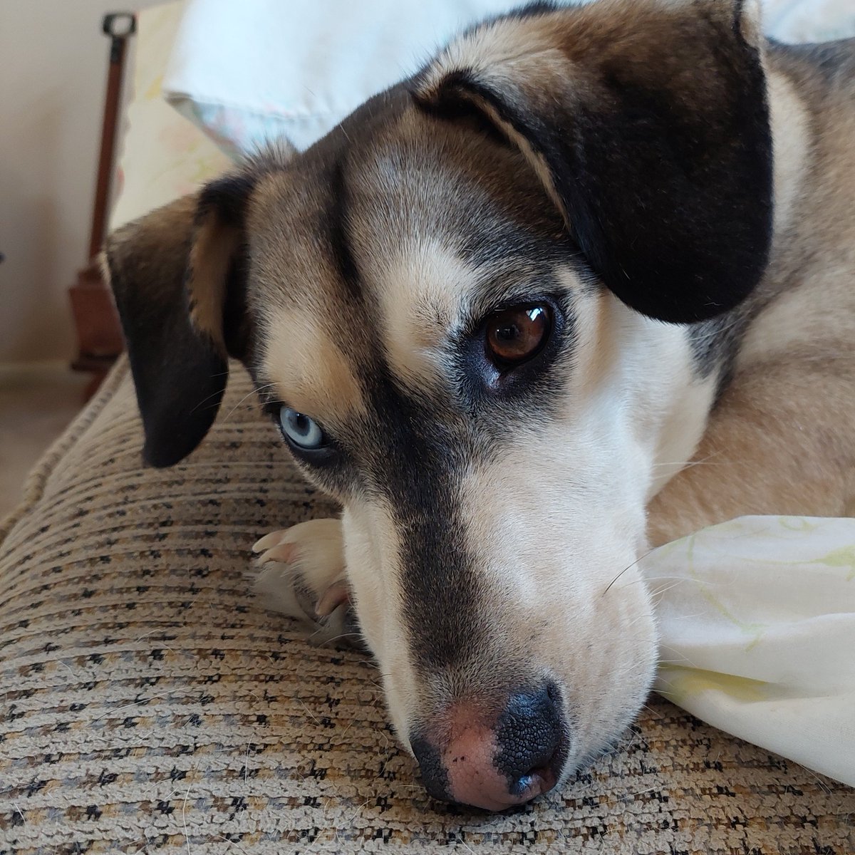 Mom said the playoffs start this weekend. Not sure what they are but I like to play. I'm just pondering treats for TD's. 🦴🏈🥩🍣🌭🧀🍕🥯
#BillsMafia