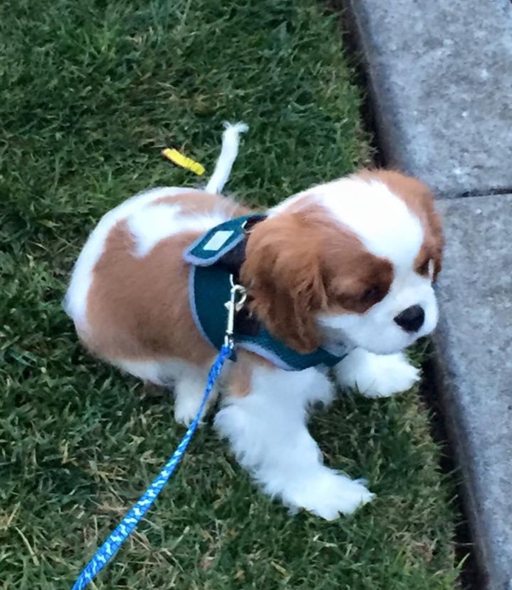 It’s Oliver’s “Gotcha Day” 🥰🥰