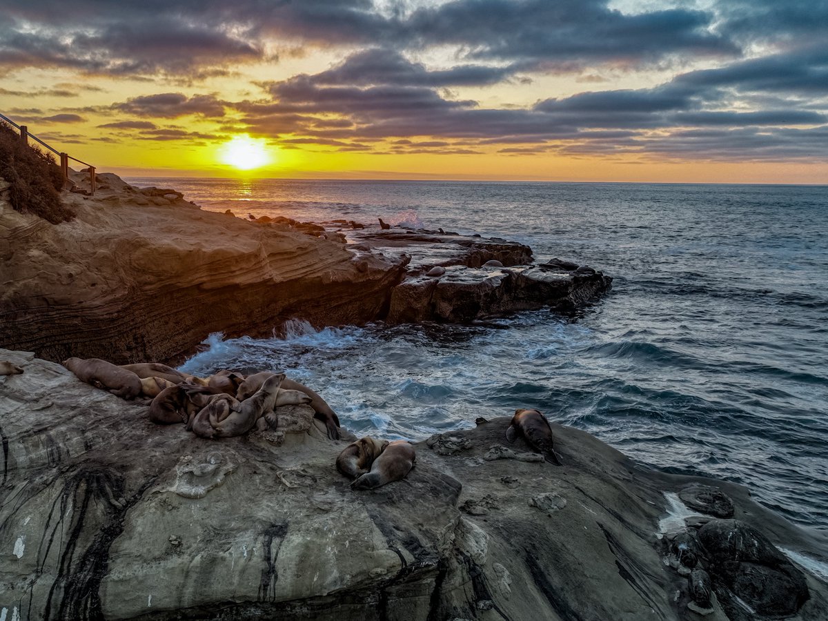 TreasuresAA's tweet photo. “The Colony” Everyday #4

Join me on this creative adventure as I create a new piece of art and share it with you everyday. Let me know what you think in the comments! 💙

#art #photographer #photography #videographer #sealifecamera #ocean #sandiego #lajolla #California https://t.co/LaapydiYr9