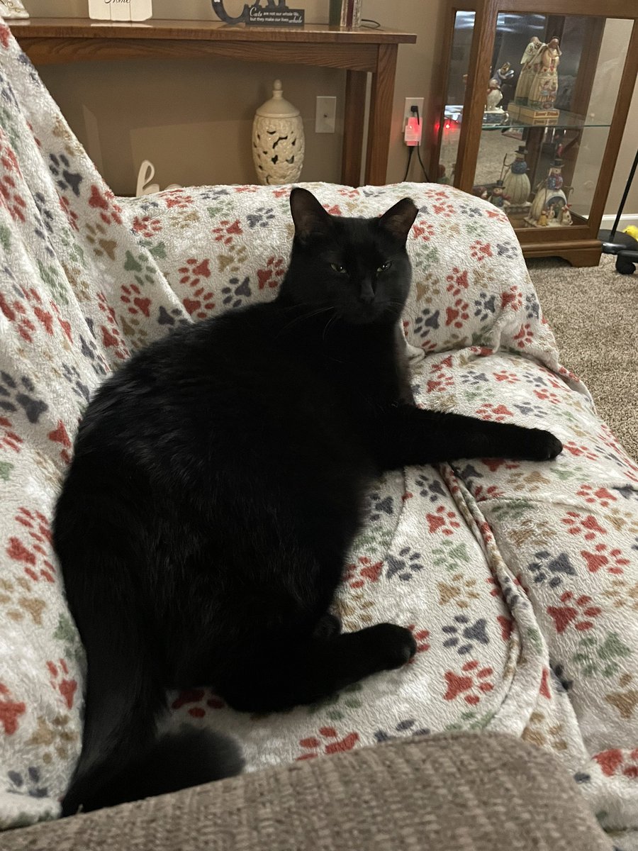 My hooman just told me on Thursday I have to go to kitty vet to get my claws clipped. Hooman calls it my toe nails   I think kitty vet is going to see how fat I am. I
Told mum I’m fluffy  I’m monster