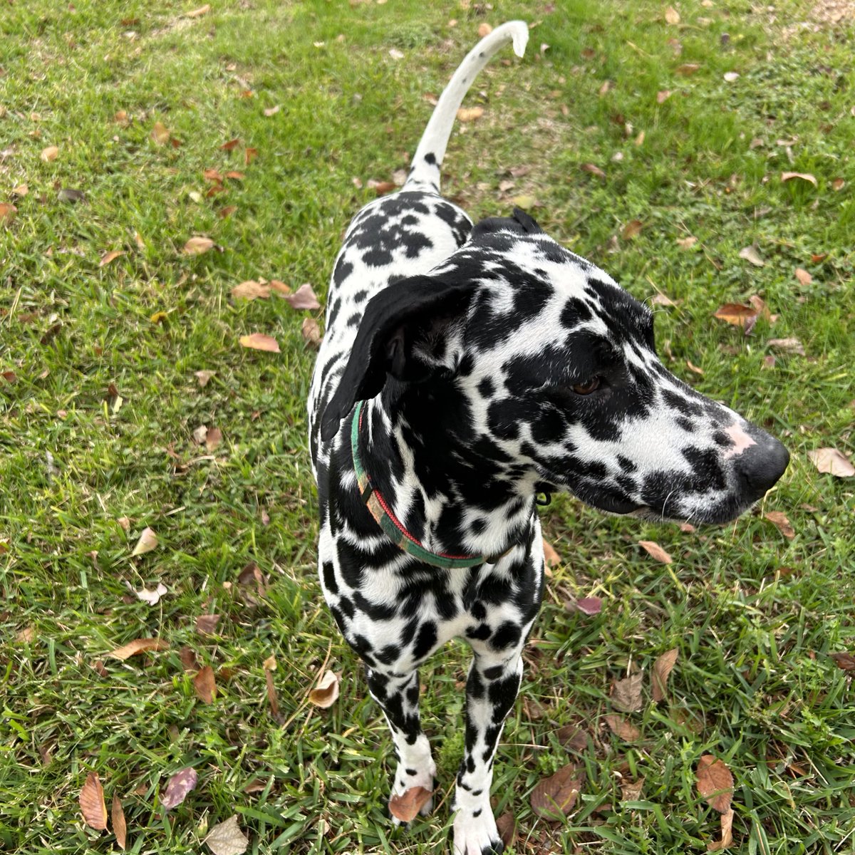 Dogs that need #fosterpawrents 
❤️‍🩹🐕🏡

⭐️ LUCKY ⭐️

#fosteringsaveslives 
#fosteradog
#rescuedog 
#rescuelife
#doglover
#dogsoftwitter 
#dogsarelife
#dogsarefamily
#fosterdogmom
#houstontx
#htx
#houston
#dalmatian 
#dalmatianlovers