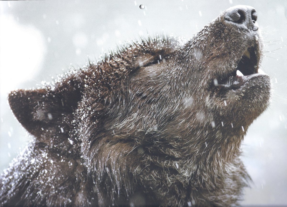 AmUmbria's tweet photo. 31 wolves had been murdered in Wyoming's Predator Zone since October, where almost every way to kill them is allowed 24/7   It had been reported there are 20 to 30 wolves roamed the zone last year. Relist wolves?  There is no more wolf here till dispersed come from Colorado. https://t.co/fI3FtA9fHt