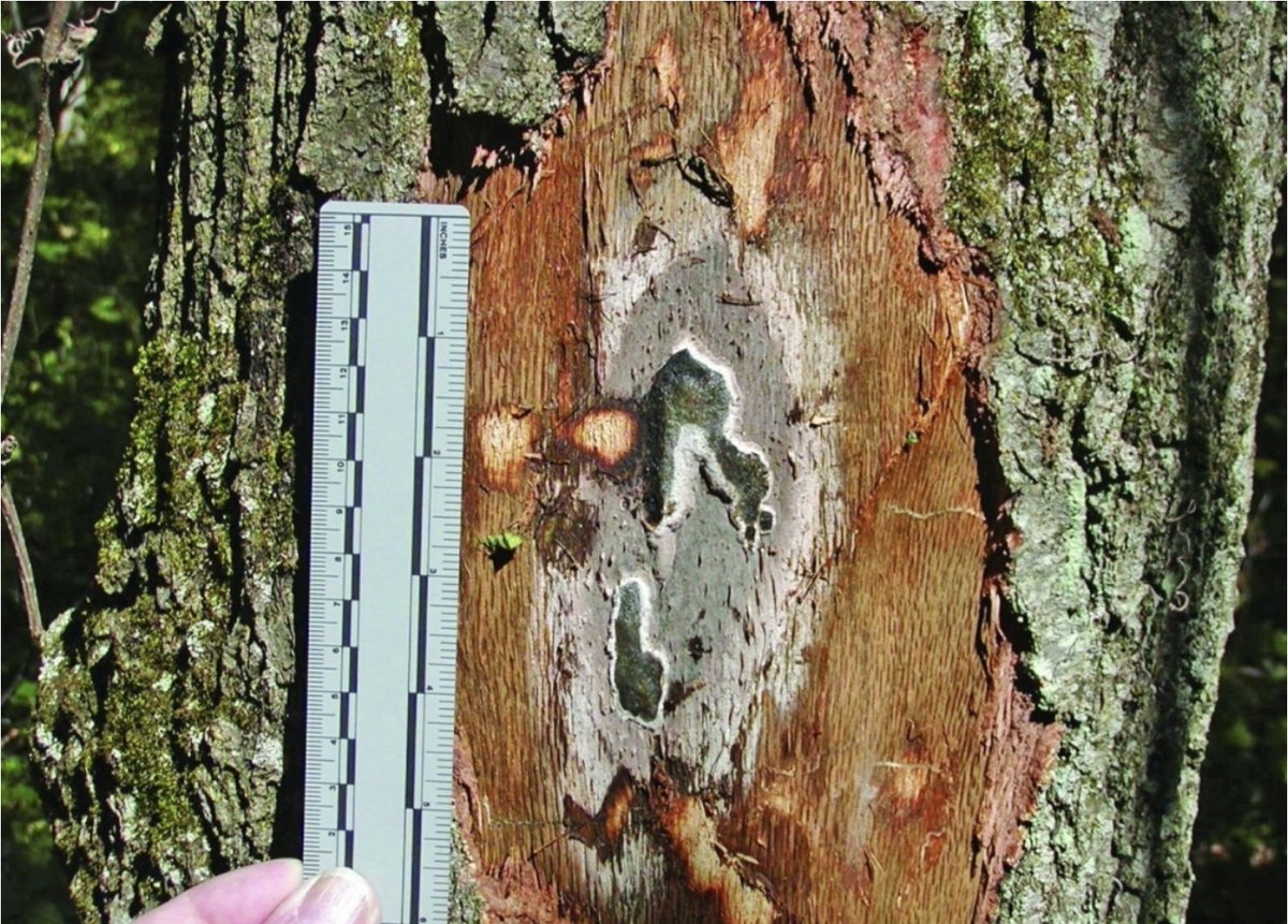 forest_network's tweet photo. Research by the U.S. Forest Service’s Northern Research Station suggests that girdling and herbicide can be an effective way of containing oak wilt.

Learn more about this method and its success rate here: https://t.co/8siVZWOv9q

#OakWilt #Wisconsin #Michigan #Minnesota https://t.co/MdjrwFL59B