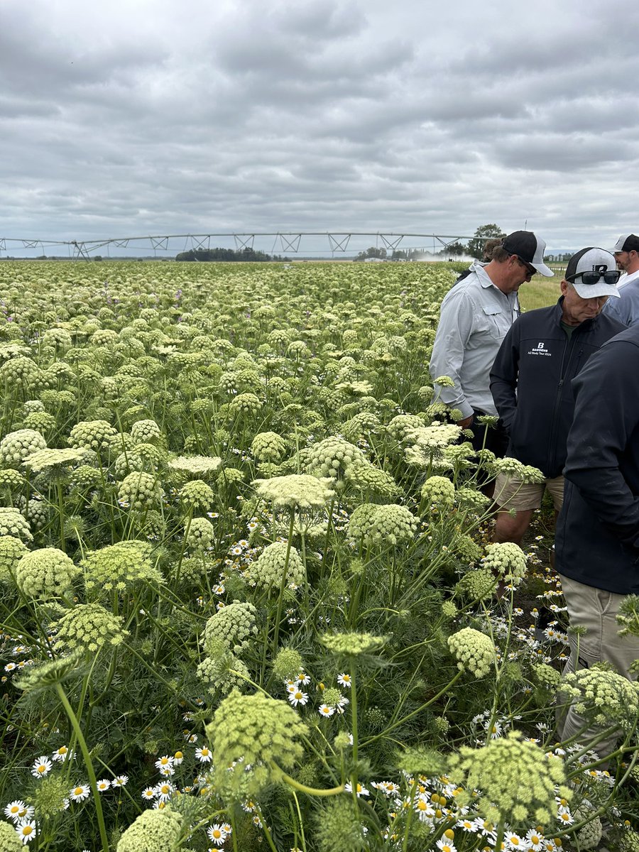 Bawdens Study Tour 24, what a fantastic opportunity to see other people producing food for the world. 
Amazing wheat crops, hybrid canola seed production, air boom for precision fertiliser application and carrot seed production.