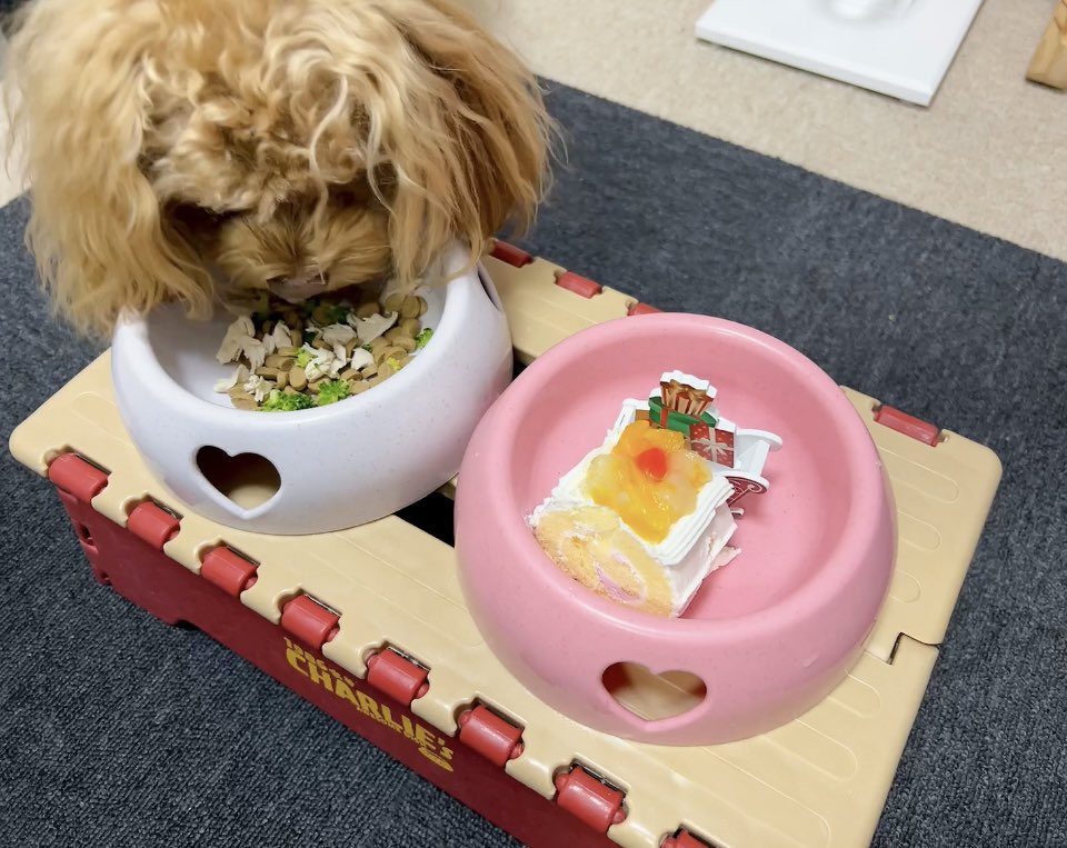 omi_o313's tweet photo. らぶちゃん🐶🐾🍀💕

久しぶりに らぶちゃん♥️
クリスマスケーキ食べて手作りおせち😋😋 お着物着てお出かけもしたね🤗💓🚗³₃ 
毎日元気に過ごしてます〜🥰🥰 https://t.co/d2bBjlM5DP