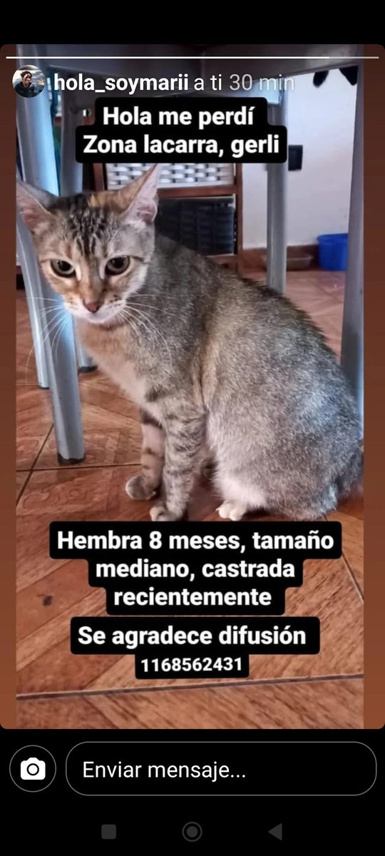 gatitosdeavella's tweet photo. #ATENCION #Gerli #SePerdio https://t.co/rBtHqvo6EW