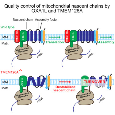 Online Now: Identification of TMEM126A as OXA1L-interacting protein reveals cotranslational quality control in mitochondria dlvr.it/T19bmw