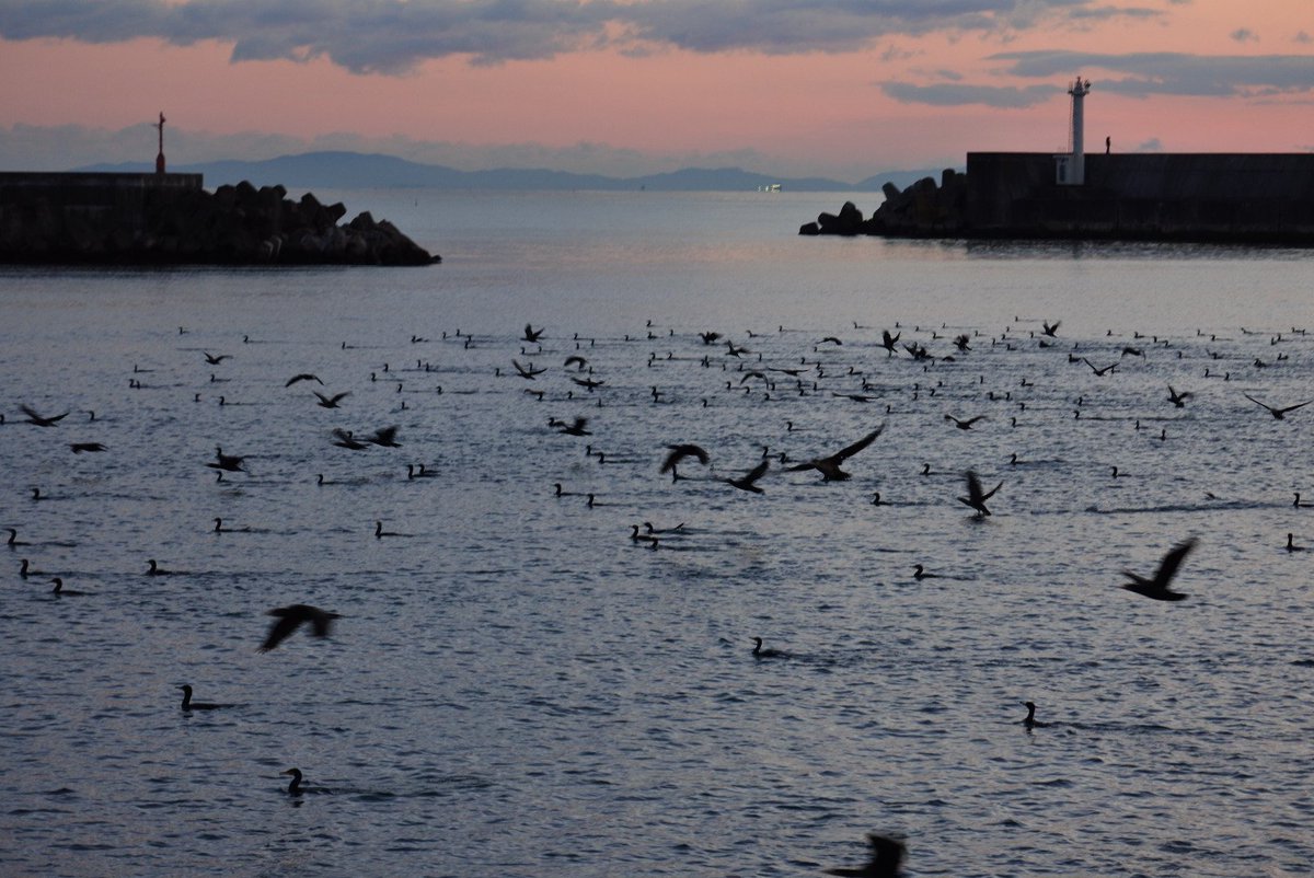 YOSHIKI92312527's tweet photo. #閖上漁港
#朝焼け
#舟
#鳥
#Nikon
#1j5
工事関係者方々朝早くご苦労様です┏○))ペコッ
皆様のおかげで海からの津波など見えない所で支えられてますよ♫
今日は朝は雲が多くて朝日が綺麗に見えなかった(꒪∆꒪;) https://t.co/EYSaxkY2Vg