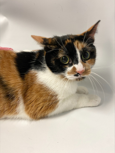 NYCDEATHROWCATS's tweet photo. THERE ARE 27 ANIMALS ( 8 CATS &amp; 19 DOGS)  AT RISK FOR THURSDAY  1/11/24 DEADLINE IS NOON. PLEASE SHARE, FOSTER, ADOPT, TAG FRIENDS, POST TO SOCIAL MEDIA SITES, PLEDGE TO HELP SAVE THEIR LIVES. NEW PHOTOS https://t.co/Rt2PL8RaPy https://t.co/f9PHtl0zJL