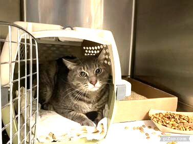 NYCDEATHROWCATS's tweet photo. THERE ARE 27 ANIMALS ( 8 CATS &amp; 19 DOGS)  AT RISK FOR THURSDAY  1/11/24 DEADLINE IS NOON. PLEASE SHARE, FOSTER, ADOPT, TAG FRIENDS, POST TO SOCIAL MEDIA SITES, PLEDGE TO HELP SAVE THEIR LIVES. NEW PHOTOS https://t.co/Rt2PL8RaPy https://t.co/f9PHtl0zJL