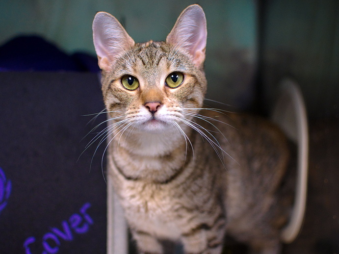 NYCDEATHROWCATS's tweet photo. THERE ARE 27 ANIMALS ( 8 CATS &amp; 19 DOGS)  AT RISK FOR THURSDAY  1/11/24 DEADLINE IS NOON. PLEASE SHARE, FOSTER, ADOPT, TAG FRIENDS, POST TO SOCIAL MEDIA SITES, PLEDGE TO HELP SAVE THEIR LIVES. NEW PHOTOS https://t.co/Rt2PL8RaPy https://t.co/Na0ME31Ho5