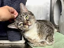 NYCDEATHROWCATS's tweet photo. THERE ARE 27 ANIMALS ( 8 CATS &amp; 19 DOGS)  AT RISK FOR THURSDAY  1/11/24 DEADLINE IS NOON. PLEASE SHARE, FOSTER, ADOPT, TAG FRIENDS, POST TO SOCIAL MEDIA SITES, PLEDGE TO HELP SAVE THEIR LIVES. NEW PHOTOS https://t.co/Rt2PL8RaPy https://t.co/Na0ME31Ho5