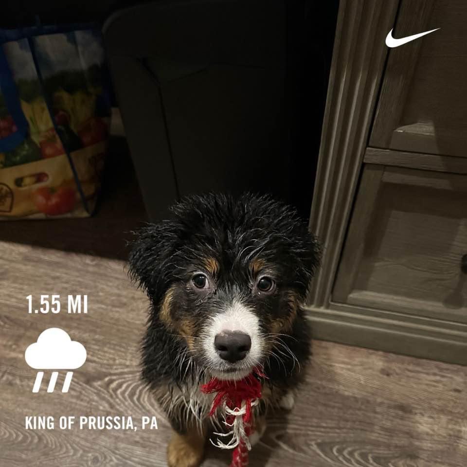 michaelrowe's tweet photo. Training for the @LOVERUNPHILLY with Ace, and we hit every puddle along the way. #phillyrunning #nikerunclub https://t.co/vvJFQ5rSjY