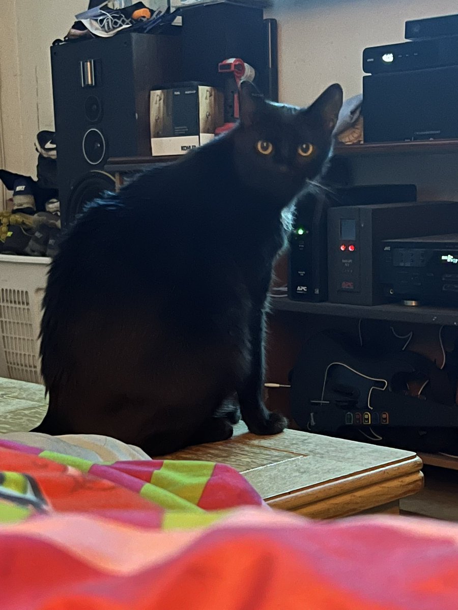 sparklemoth199's tweet photo. Sammy
Missing from 3097 Prince Drive since August of 2023 
I’ve posted him on other sites but I’m hoping someone has seen him
He is a large black cat, white spot on his chest, splash of white between his hind back legs
He is chipped 
If anyone has seen him please contact me https://t.co/c7GUbDLDl6