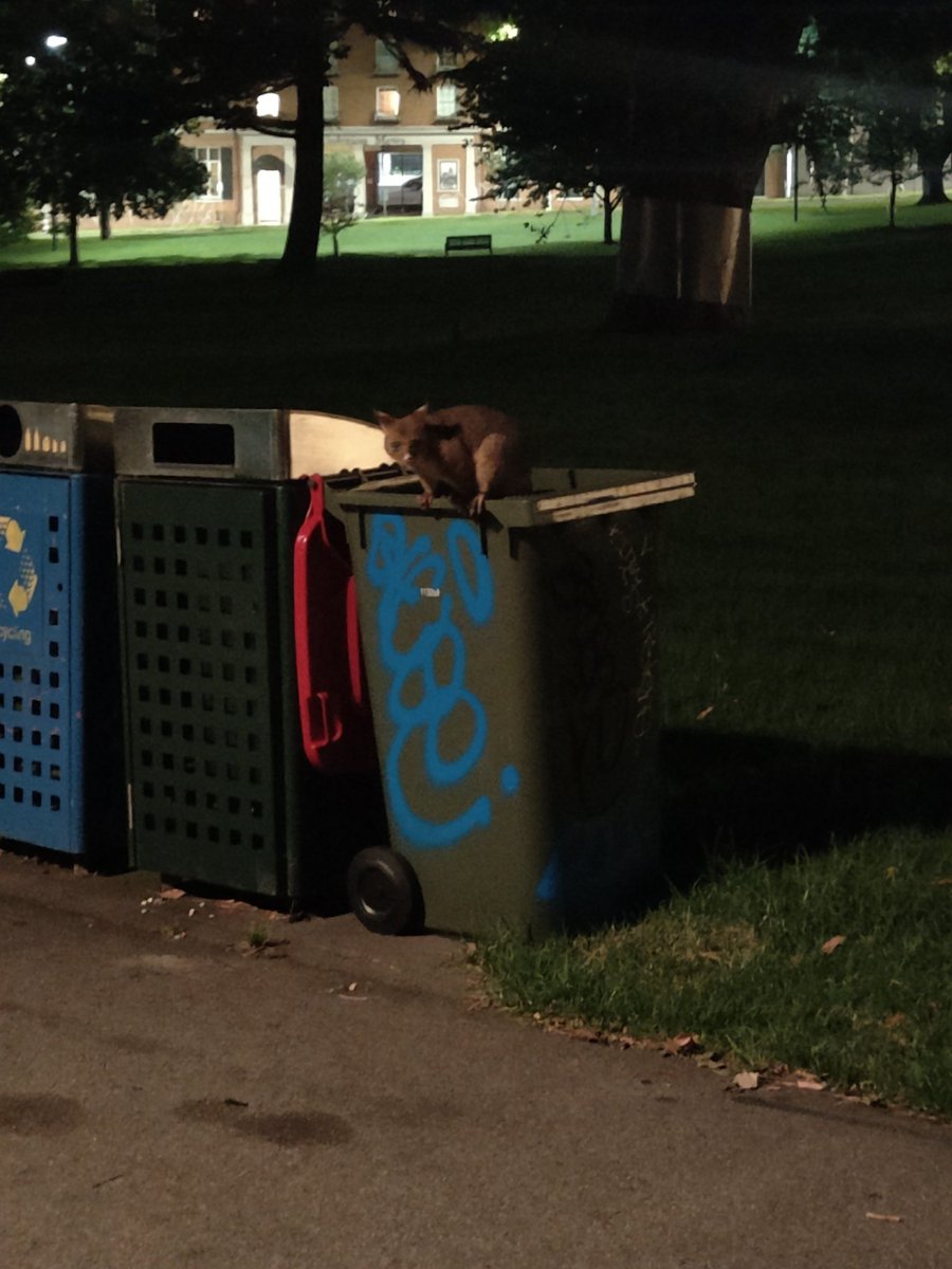 AnthonyTotten1's tweet photo. My new friend the possum in Carlton Gardens 

#Australia #possum https://t.co/6EV64ZWaQE