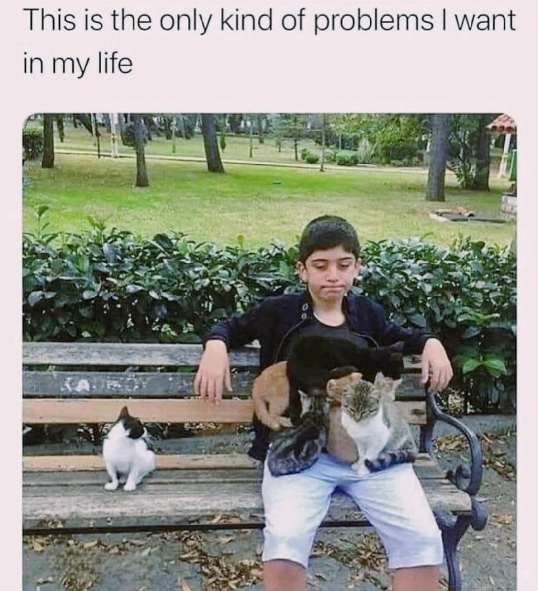 Posts Of Cats tweet media