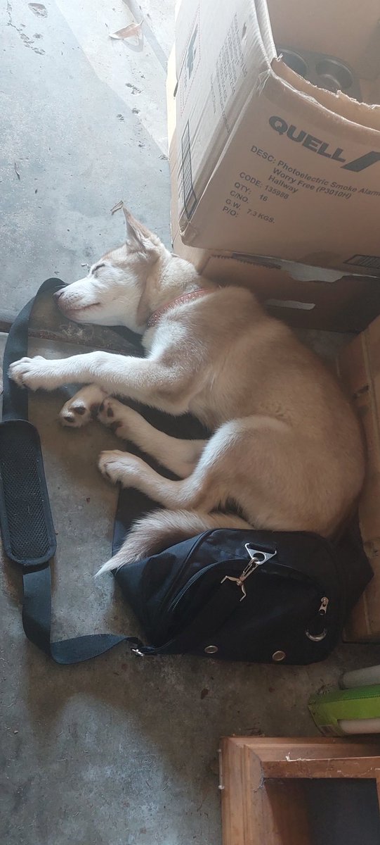 sabashaikhh's tweet photo. Give me all the expensive beds, I will still sleep in a dirty garage corner over an old dirty bag. https://t.co/nbsTPwRBYj