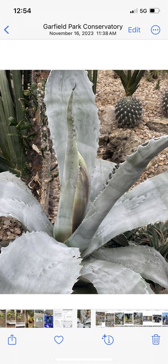 Garfield Park Conservatory tweet media