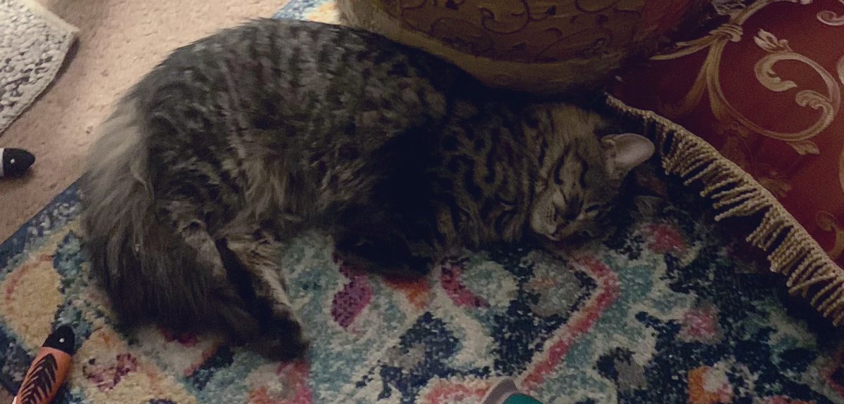 michelef1205's tweet photo. #Kitter #Layla β₯οΈ https://t.co/ay1xm9hF4t