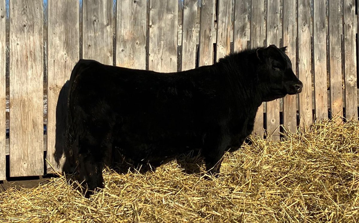 Well, another year later and we have a pen of bulls on offer

I won’t say they are the best or biggest group of bulls you will see this spring, but this is our 31st group of Angus bulls we have offered and every year the bar gets a little higher 

issuu.com/t-bar-c/docs/s…
