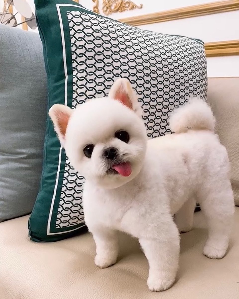 putra45_ppms's tweet photo. Currently, Milo is my best friend, who will be my best friend if he is not? Thank you, Mr.Milo🐶😍 https://t.co/aRaBpuuEyY