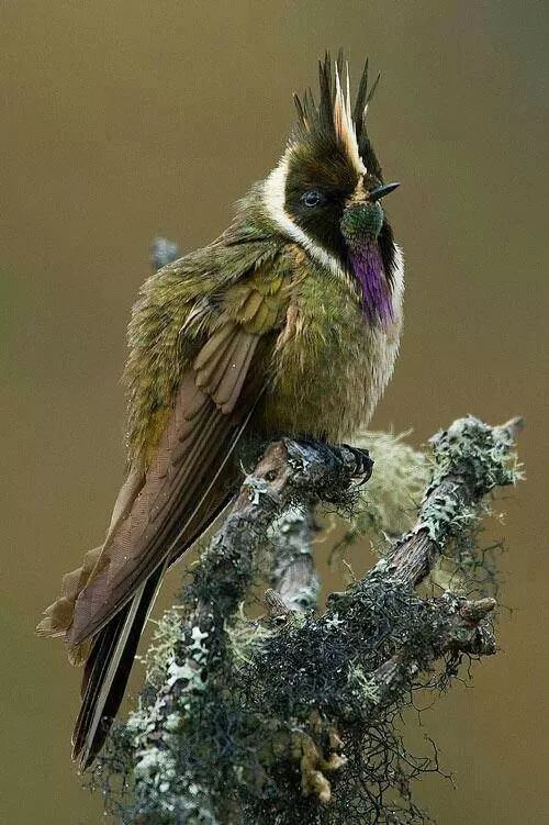 Buffy Helmetcrest
#birds #birdwatching #NaturePhotography #wildlifephotography