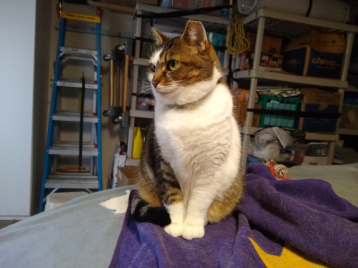 droolycat tweet picture