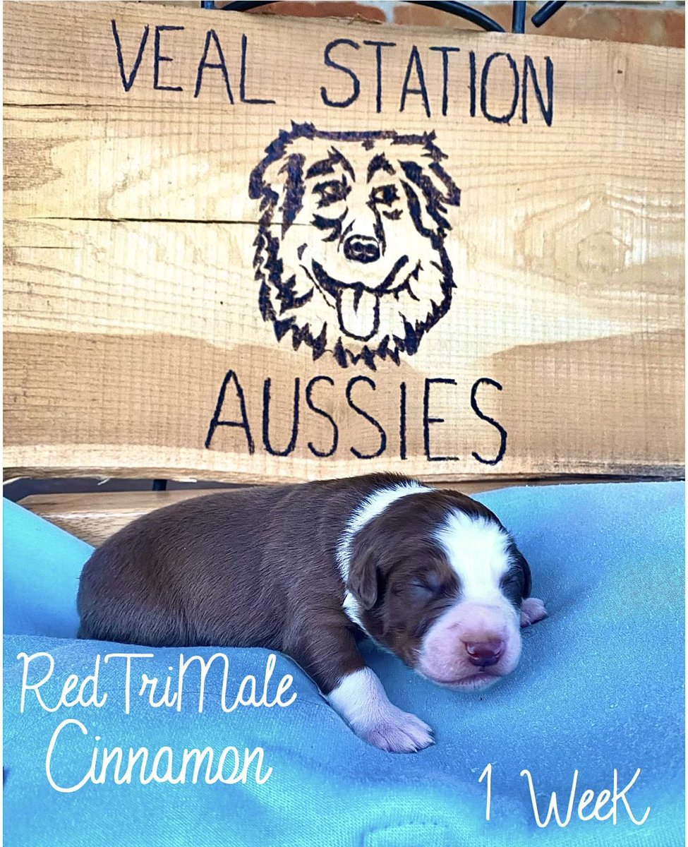 Happy Australian Shepard Day! At least I was told it's a real thing(: