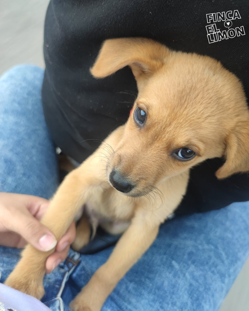 #fincalemon #Mestiza #dog #canidae #dogbreed #golden #snout #carnivore #beagador #patterdaleterrier #retriever #borador #photography #huntingdog #puppy #ear #ilovemydog #animals #lovedogs #dogoftheday #lovepuppies #photooftheday #Mestizo #beagle #beaglemix