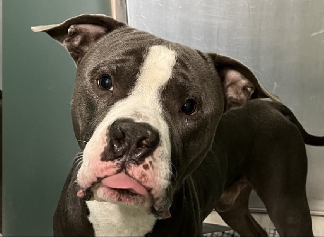 TomJumboGrumbo's tweet photo. Jumping up in his kennel and injuring himself, Dom 189276 needs an urgent escape plan. Now TBK Thursday in NYCACC, an affectionate 2yo who’s dog friendly and easily leashed, he’s well-behaved outside in the play yard and returns to his kennel with no issues. Stressed and overwhelmed being locked away, we need to find him a family. Adoptable from any location, he’s looking for a home with kids age 13+. Please repost pledge, let’s save handsome Dom!

https://t.co/TCkZfiefQQ