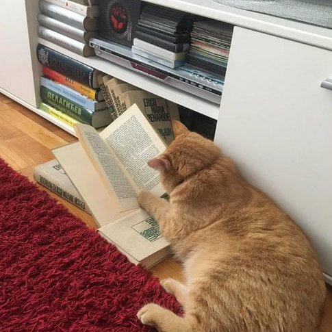 DontShowYourCat's tweet photo. well-read https://t.co/EmnxoPZnXd