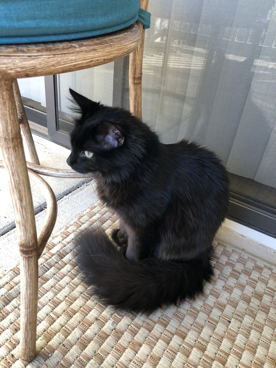 astrology_witch's tweet photo. 🚨CAT OWNERS!! my cat has been in and out of the vet for weeks now from urinary issues. this time, he had to have a blockage removed and stayed overnight with a catheter. after doing some research, seems like our story isn’t unique…his favorite treats are the crunchy Temptations https://t.co/Gjw5nbDxWm
