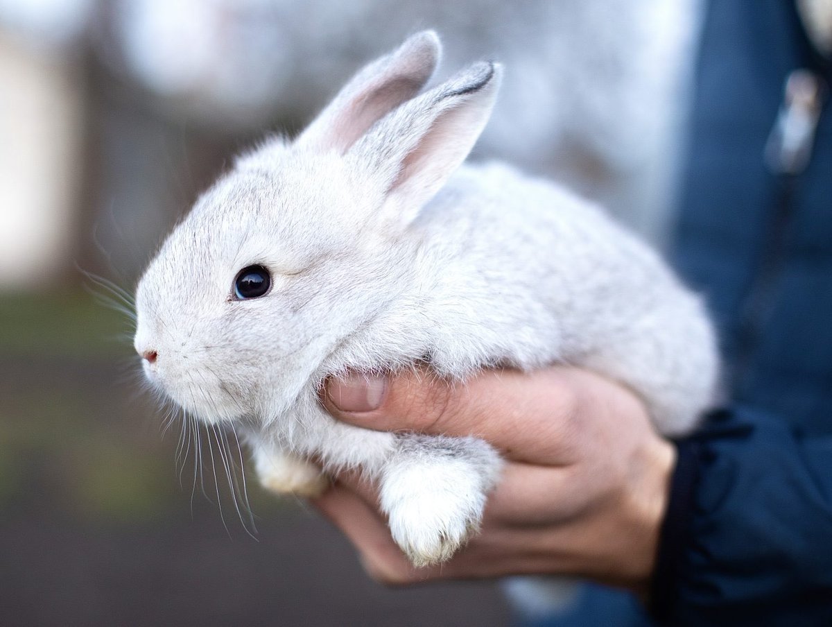 WorldAnimalNews's tweet image. Victory! #Chile Becomes The 45th Country In The World To Ban #AnimalTesting For #Cosmetics 🙏🐇💞

READ MORE: 🌍👉 worldanimalnews.com/victory-chile-…