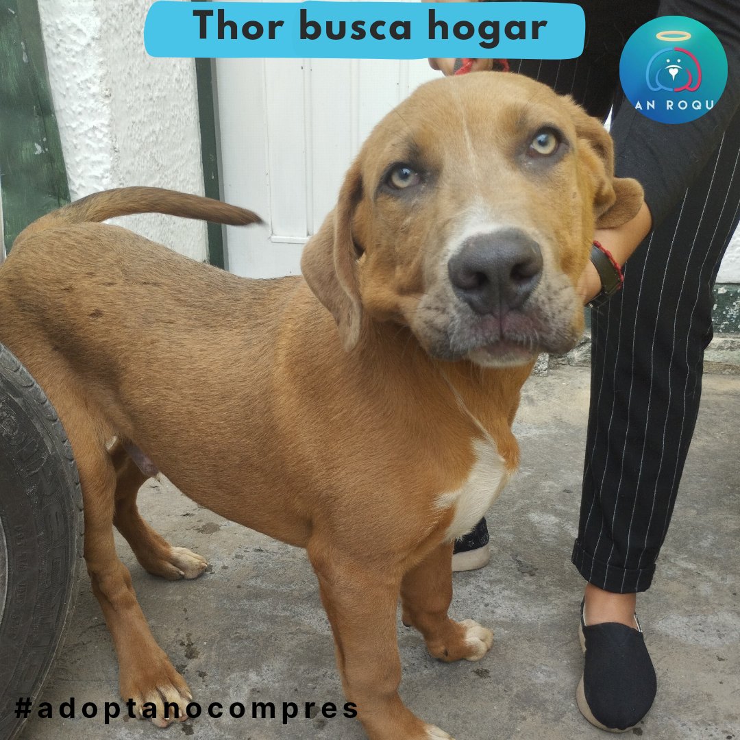 FundacionLucila's tweet photo. Thor busca hogar ❤️

A Thor lo dejaron amarrado en la puerta de la fundación cuando tenía 3 meses, no sabemos sobre su pasado pero es un perrito muy alegre, juguetón, activo, cariñoso y consentido. Convive muy bien con otros perros 🐾🐶.

Thor es tamaño grande, tiene 6 meses y se https://t.co/92YgvsHHBa