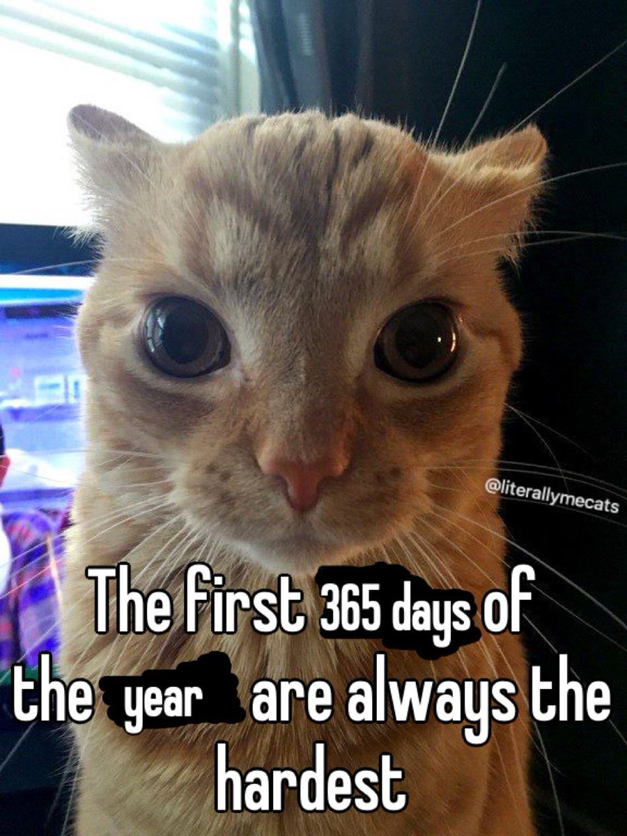literallymecats's tweet photo. https://t.co/kUEXPfCjBb
