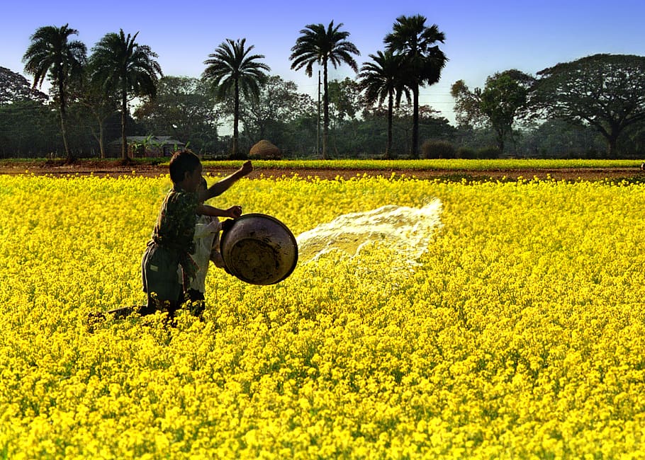 Children are working in the mustard field 
#mustard #food #foodie #yellow #foodporn #mustardyellow #handmade #homemade #yummy #instafood #love #foodphotography #foodstagram #yellow #instagood #healthyfood #cooking #oil #mustardoil #cookingoil #tanginnahar #twitter #trend 
1 m