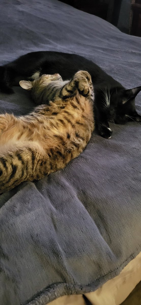 I wish I were a cat, lol.