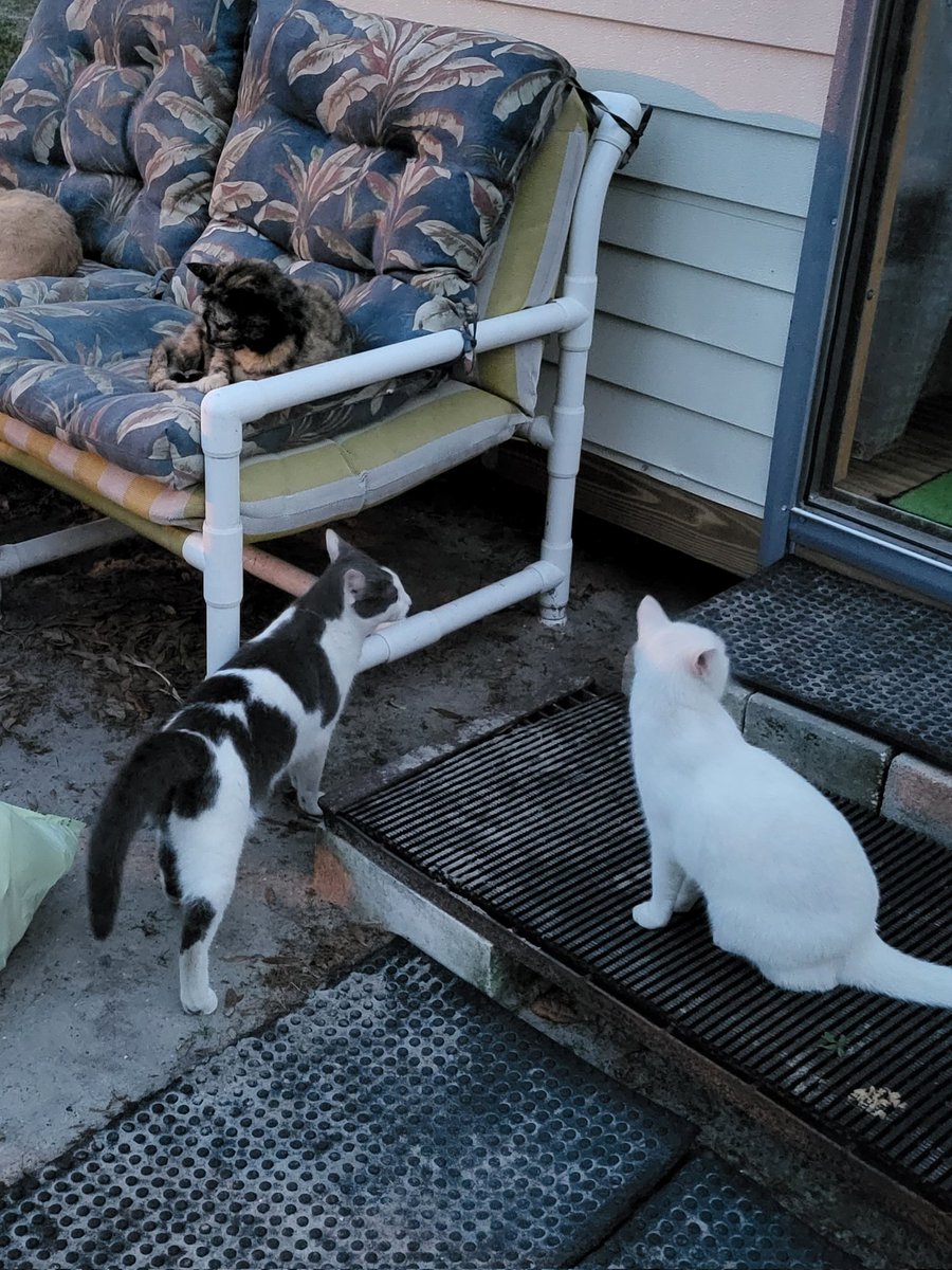 Jen Johnson (@jjcatlover4life) on Twitter photo 